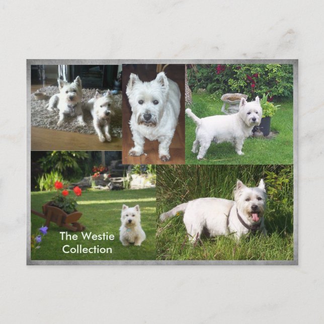 Carte postale Westie Collection (Devant)