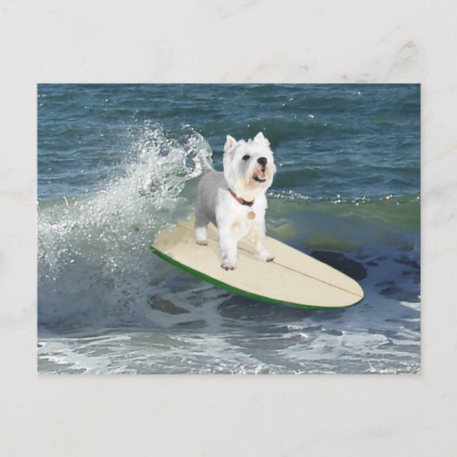 Carte Postale Westie Surfer (Devant)