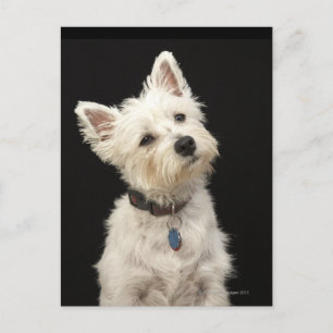 Carte Postale Westie (West Highland terrier) avec col