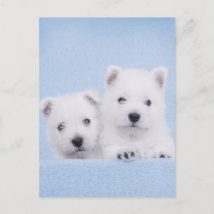 Carte Postale Westies bleus