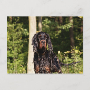 Carte postale Wet Gordon Setter