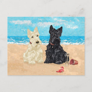 Carte Postale Wheaten et Scotties noires