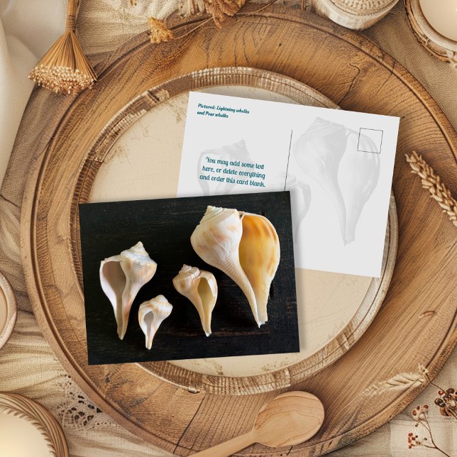 Carte Postale Whelk Seashells Comparison Photography (Créateur téléchargé)