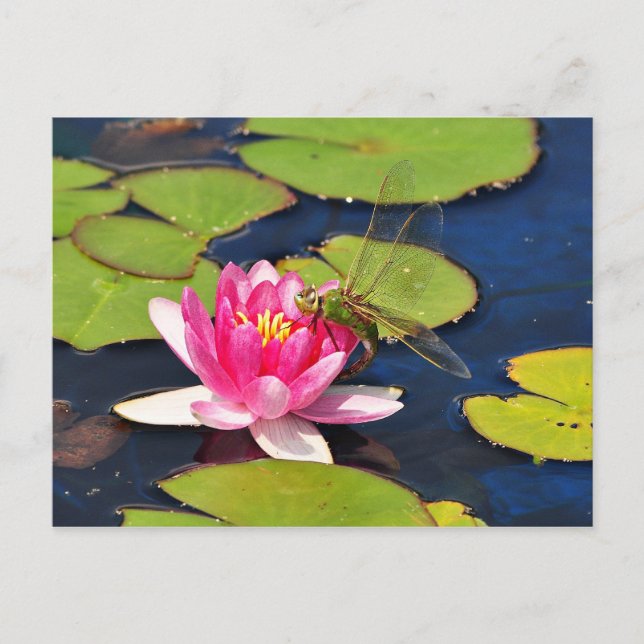 Carte postale 'Whimsy' (Devant)