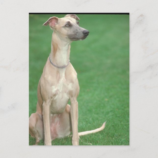 Carte Postale Whippet (Devant)