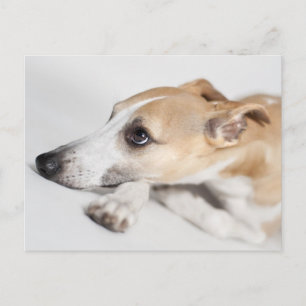 Carte Postale Whippet