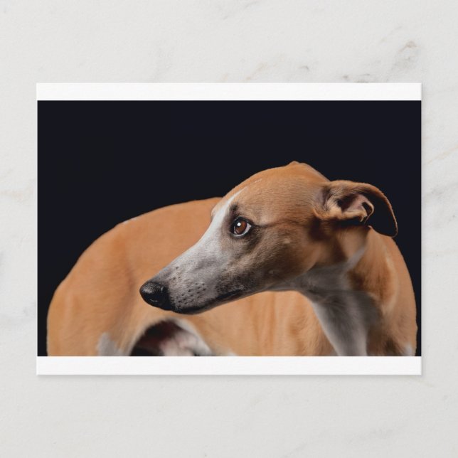 Carte Postale Whippet (Devant)