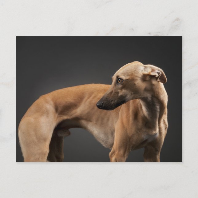 Carte Postale Whippet (Devant)