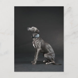Carte Postale Whippet bleu