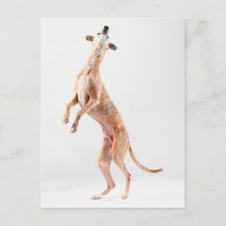 Carte Postale Whippet debout