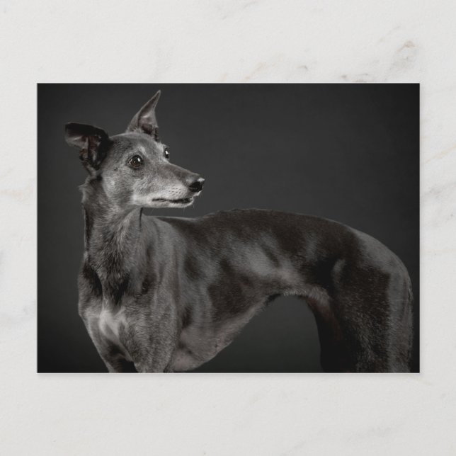 Carte Postale Whippet gris (Devant)