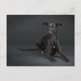 Carte Postale Whippet noir