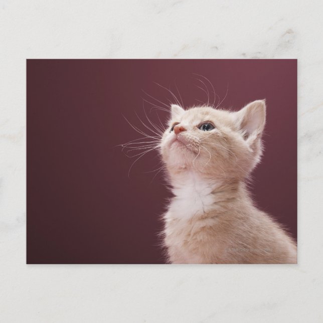 Carte Postale Whiskers Kitten (Devant)
