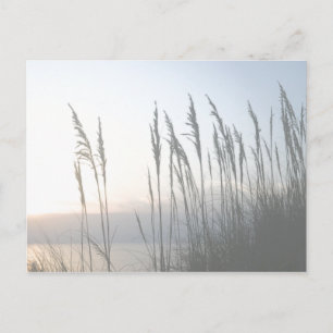 Carte Postale Whisper du matin