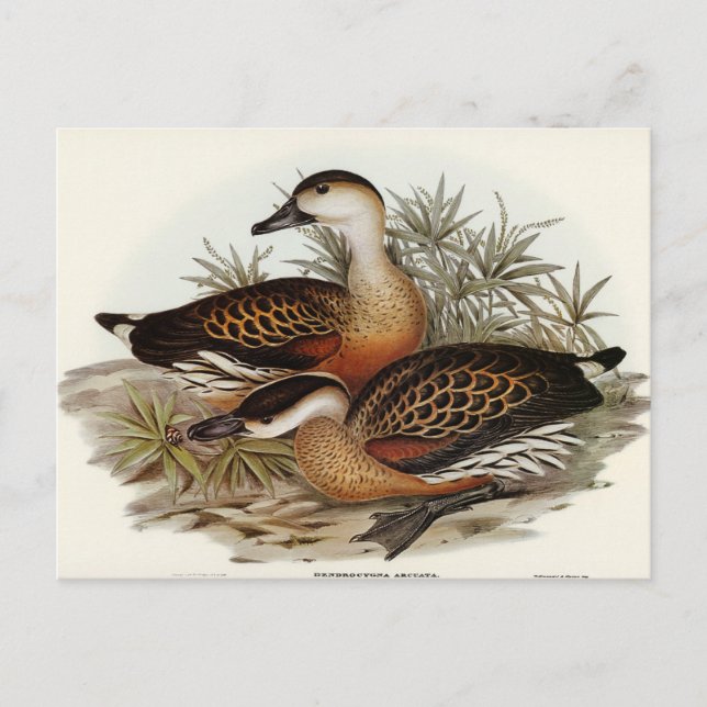 Carte Postale Whistler Duck par Elizabeth Gould (Devant)