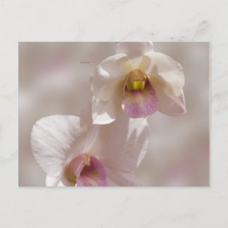 Carte Postale White and pink orchid flower on blurred background