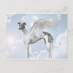Carte Postale White Angel Greyhound