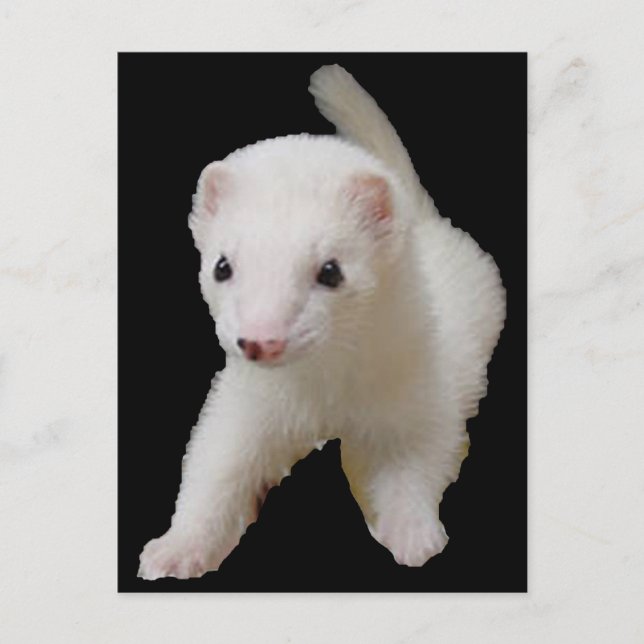 Carte postale White Baby Ferret (Devant)