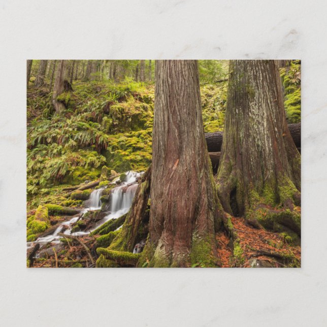 Carte Postale White Branch Falls, Cascades de l'Oregon, Oregon (Devant)