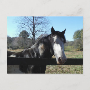 Carte Postale &White Brown, cheval peint, ciel bleu lumineux