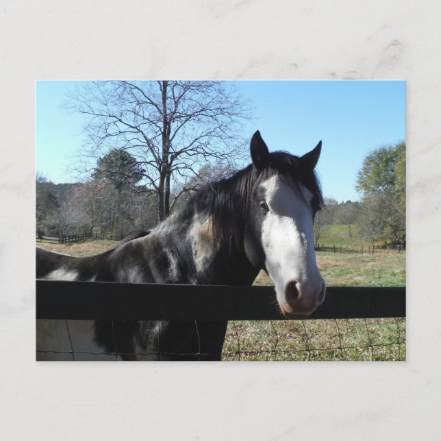 Carte Postale &White Brown, cheval peint, ciel bleu lumineux (Devant)