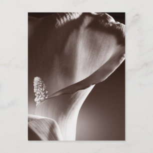 Carte Postale White Calla Lily Flower Black Background