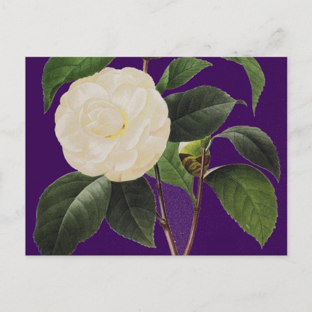 Carte Postale White Camellia (Devant)