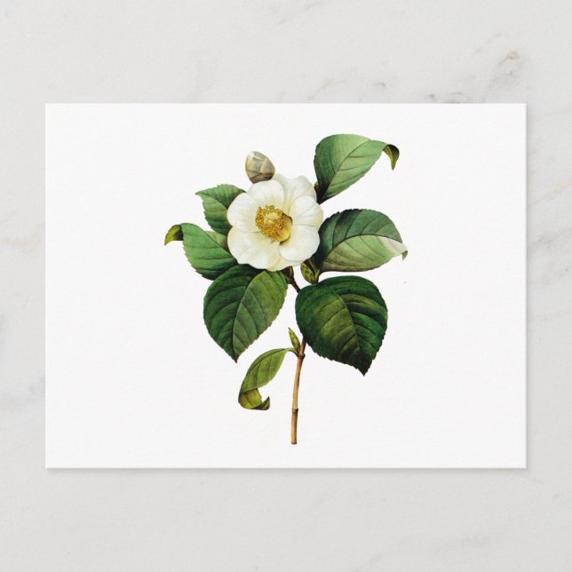 Carte Postale White Camellia par Pierre Joseph Redoute (Devant)