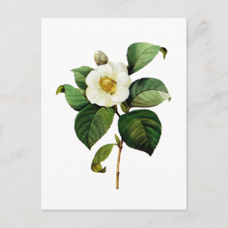 Carte Postale White Camellia par Pierre Joseph Redoute