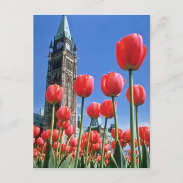 Carte Postale White Canadian Tulip Festival, Tour de la Paix ave (Devant)