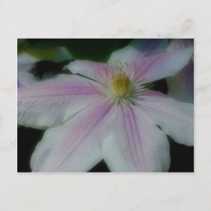 Carte Postale White Clematis