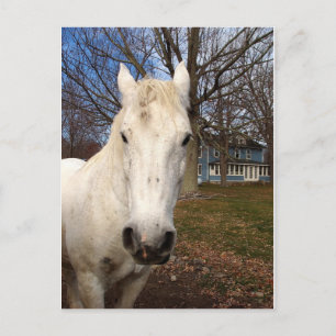 Carte Postale White Clydesdale