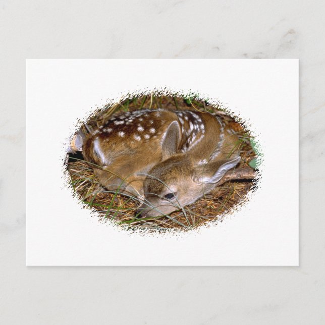 Carte Postale White Deer Fawn (Devant)