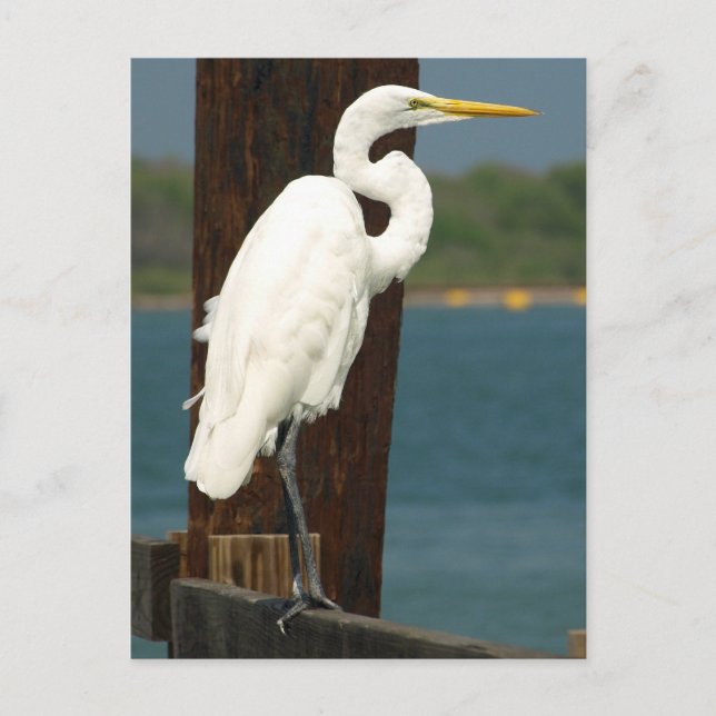 Carte postale White Egret (Devant)