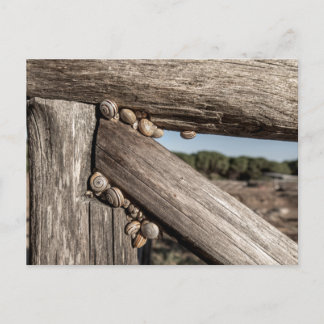 Carte Postale White garden snails (Theba pisana) estivating