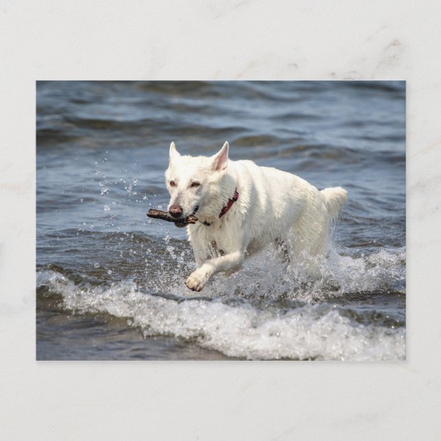 Carte Postale White German Shepard sur le lac George (Devant)