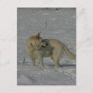 Carte Postale White German Shepherd in the Snow