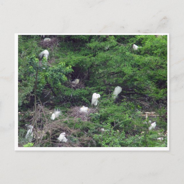 Carte postale White Great Egret Nesting (Devant)