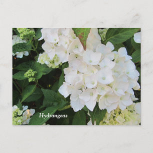 Carte Postale White Hydrangeas