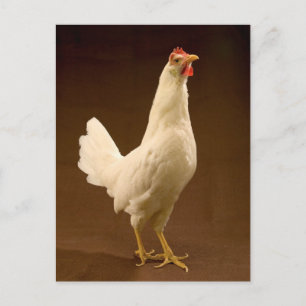 Carte Postale White Leghorn Hen