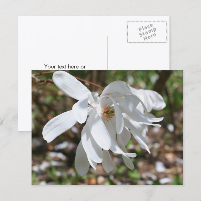 Carte Postale White Magnolia Flower Personalized (Devant / Derrière)