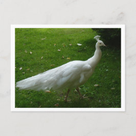 Carte Postale White Peacock