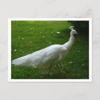 Carte Postale White Peacock
