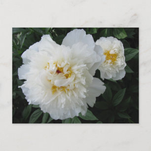 Carte postale White Peony