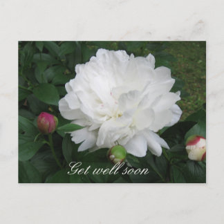 Carte postale White Peony