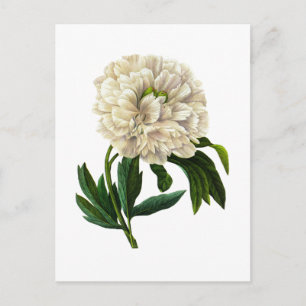 Carte Postale White Peony Par Pierre Joseph Redoute