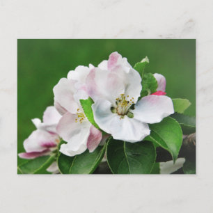 Carte Postale White Pink