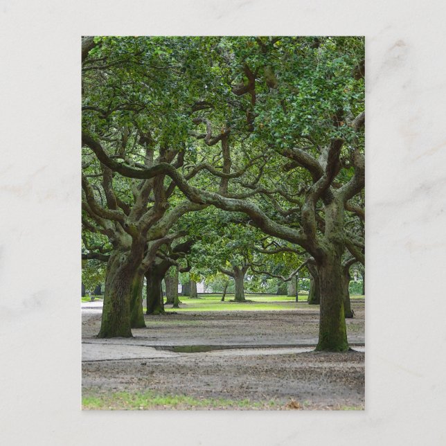 Carte Postale White Point Gardens (Devant)