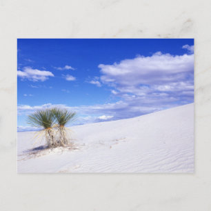 Carte Postale White Sands NM, Nouveau-Mexique, USA
