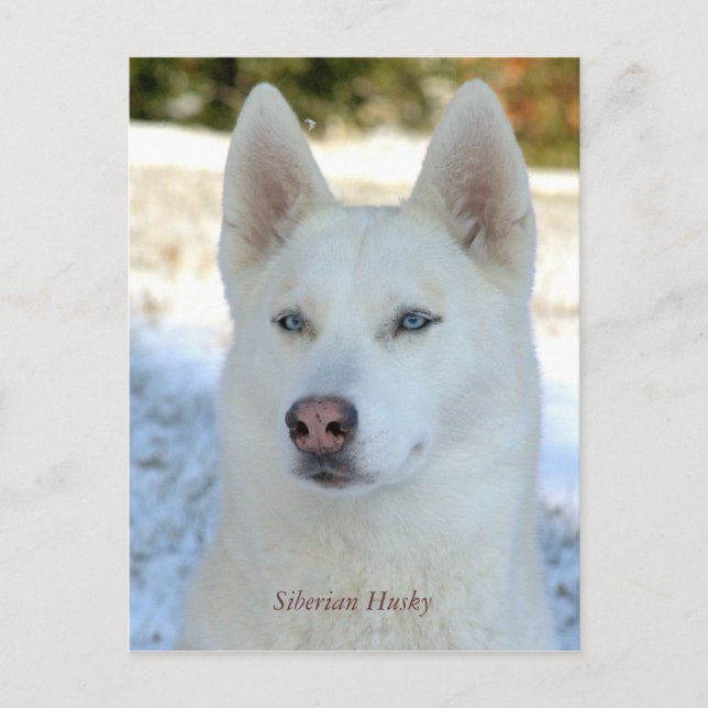 Carte postale White Siberian Husky (Devant)